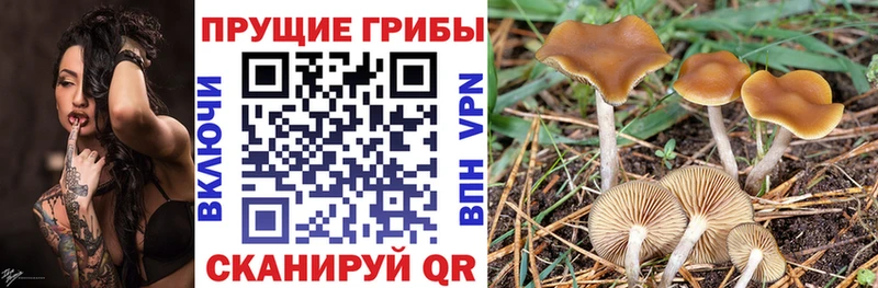 площадка состав  как найти   Гаврилов Посад  Псилоцибиновые грибы мухоморы 